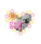 ペキニーズ ナッツ（個別スタンプ：8）