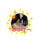 狆 ココ（個別スタンプ：3）