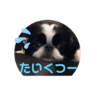 狆 ココ（個別スタンプ：4）
