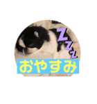 狆 ココ（個別スタンプ：5）