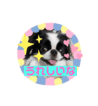 狆 ココ（個別スタンプ：6）