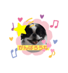 狆 ココ（個別スタンプ：8）