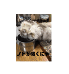 よしむねとじげん②（個別スタンプ：1）