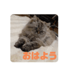 よしむねとじげん②（個別スタンプ：2）
