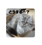 よしむねとじげん②（個別スタンプ：3）