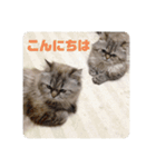 よしむねとじげん②（個別スタンプ：5）