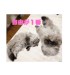 よしむねとじげん②（個別スタンプ：6）