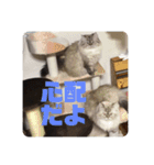 よしむねとじげん②（個別スタンプ：14）