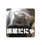 よしむねとじげん②（個別スタンプ：16）