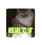 よしむねとじげん③感謝編（個別スタンプ：4）