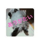 よしむねとじげん③感謝編（個別スタンプ：6）