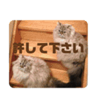 よしむねとじげん③感謝編（個別スタンプ：12）