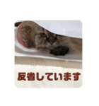 よしむねとじげん③感謝編（個別スタンプ：15）