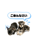 ミニチュアシュナウザー♡グリの日常（個別スタンプ：1）