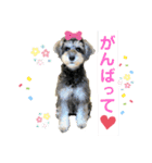 ミニチュアシュナウザー♡グリの日常（個別スタンプ：3）