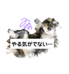 ミニチュアシュナウザー♡グリの日常（個別スタンプ：5）