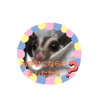 ☆フクロモモンガ☆SugarGliderメイ＆桜☆2（個別スタンプ：2）