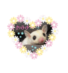 ☆フクロモモンガ☆SugarGliderメイ＆桜☆2（個別スタンプ：6）
