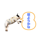 フレンチブル あんちゃん3（個別スタンプ：2）