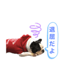 フレンチブル あんちゃん3（個別スタンプ：4）