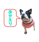 フレンチブル あんちゃん3（個別スタンプ：8）