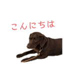 ラブラドールレトリバーのラブ（個別スタンプ：6）