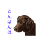 ラブラドールレトリバーのラブ（個別スタンプ：7）
