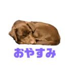 ラブラドールレトリバーのラブ（個別スタンプ：8）