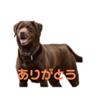 ラブラドールレトリバーのラブ（個別スタンプ：9）