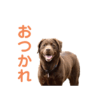 ラブラドールレトリバーのラブ（個別スタンプ：10）