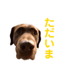 ラブラドールレトリバーのラブ（個別スタンプ：12）