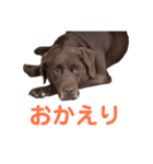 ラブラドールレトリバーのラブ（個別スタンプ：13）