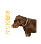 ラブラドールレトリバーのラブ（個別スタンプ：15）