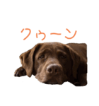 ラブラドールレトリバーのラブ（個別スタンプ：16）
