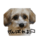 kawaii kawaii Wasabi 2（個別スタンプ：20）