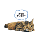 ねこのきゃん！つぶやきスタンプ（個別スタンプ：1）