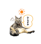 ねこのきゃん！つぶやきスタンプ（個別スタンプ：2）