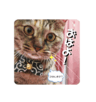 ねこのきゃん！つぶやきスタンプ（個別スタンプ：3）