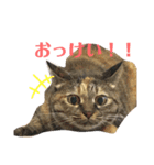 ねこのきゃん！つぶやきスタンプ（個別スタンプ：5）