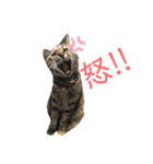 ねこのきゃん！つぶやきスタンプ（個別スタンプ：7）