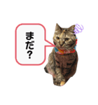 ねこのきゃん！つぶやきスタンプ（個別スタンプ：8）