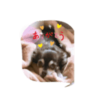 ちょこすたんぷー（個別スタンプ：3）