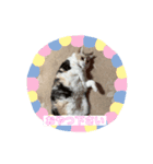 むげトうば(うーちゃんのみver)（個別スタンプ：5）
