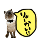 シャム猫まめさん2（個別スタンプ：4）
