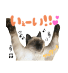 シャム猫まめさん2（個別スタンプ：5）