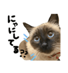 シャム猫まめさん2（個別スタンプ：7）