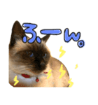 シャム猫まめさん2（個別スタンプ：8）