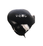 ボストンテリアことのん（個別スタンプ：5）