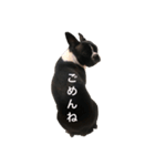 ボストンテリアことのん（個別スタンプ：9）