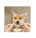 猫の主人が想像する猫の表情（個別スタンプ：3）